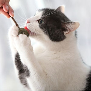 고양이 캣닢사탕 마따따비 막대 사탕